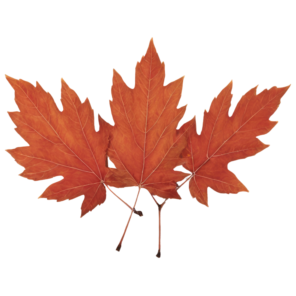 Autumn Season Element one Maple Leaf FreePNG